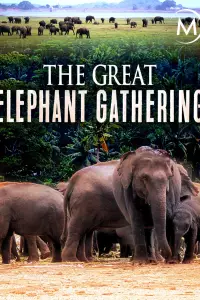Велике зібрання слонів